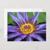 Wasserlillienkarte Postkarte (Vorne/Hinten)