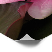 Wasserlilone Poster (Ecke)
