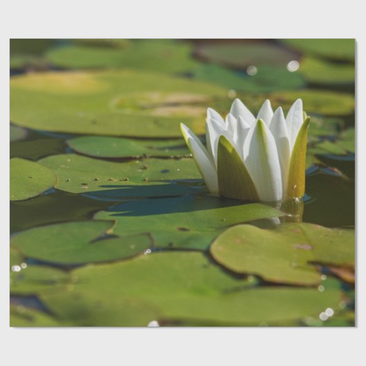 Wasserlily Blossom Geschenkpapier (Flach)