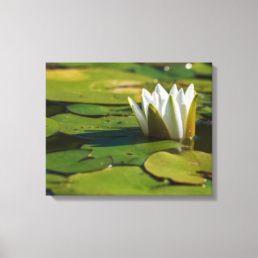 Wasserlily Blossom Leinwanddruck (Vorderseite)