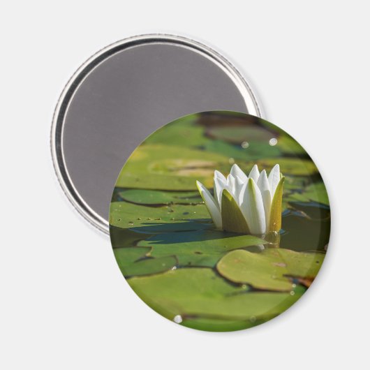 Wasserlily Blossom Magnet (Vorderseite/Rückseite)