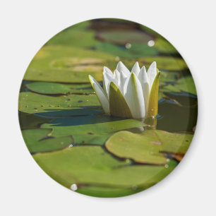 Wasserlily Blossom Magnet