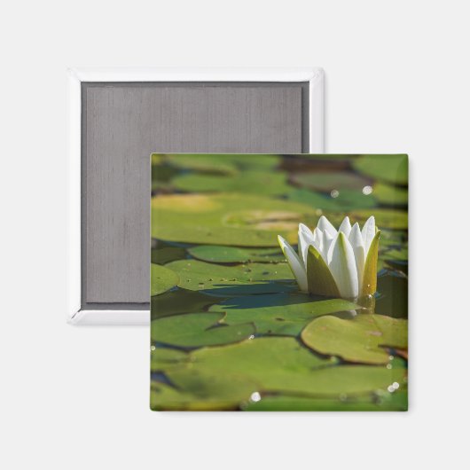 Wasserlily Blossom Magnet (Vorderseite/Rückseite)