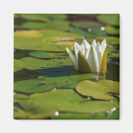 Wasserlily Blossom Magnet