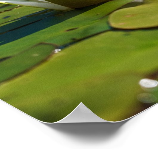 Wasserlily Blossom Poster (Ecke)