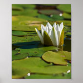 Wasserlily Blossom Poster (Vorne)