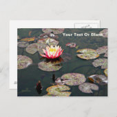 Wasserlily Blossom Postkarte (Vorne/Hinten)