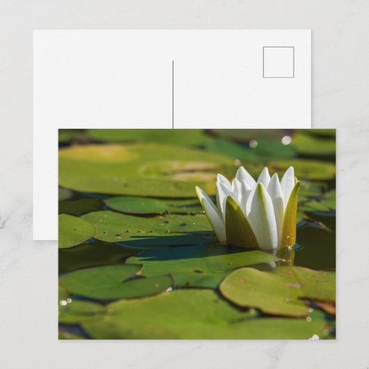 Wasserlily Blossom Postkarte (Vorne/Hinten)