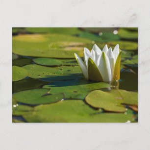 Wasserlily Blossom Postkarte