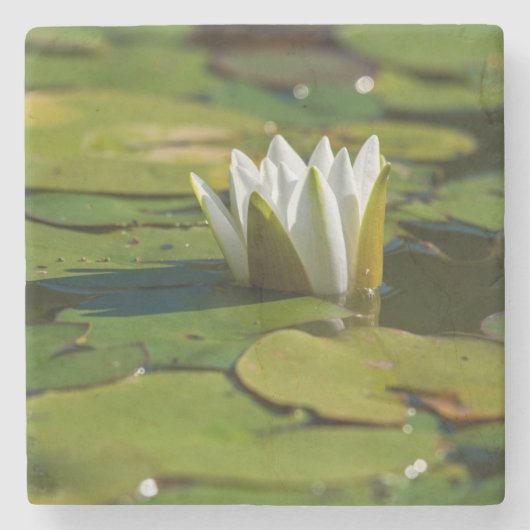 Wasserlily Blossom Steinuntersetzer (Vorderseite)