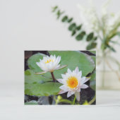 Wasserlily-Teich [Postkarte] Postkarte (Stehend Vorderseite)