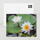 Wasserlily-Teich [Postkarte] Postkarte (Vorne/Hinten)