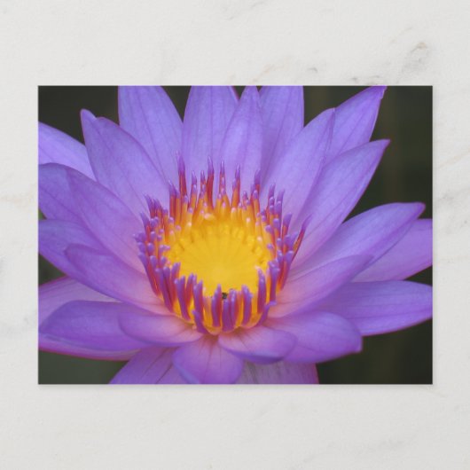 Wasserlischlauch Postkarte (Vorderseite)