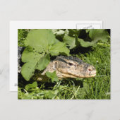 Wassermeldeeidechse Postkarte (Vorne/Hinten)