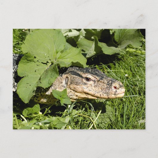 Wassermeldeeidechse Postkarte (Vorderseite)