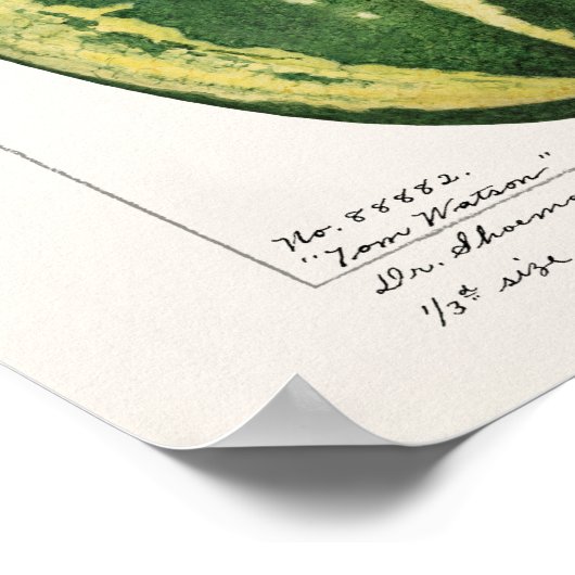 Wassermelon (Citrullus Lanatus) Fruchtbespannung Poster (Ecke)