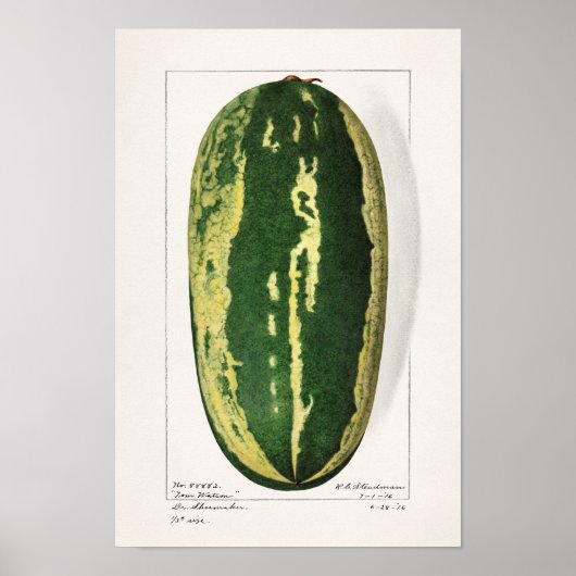 Wassermelon (Citrullus Lanatus) Fruchtbespannung Poster (Vorne)