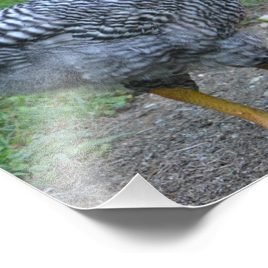 Wassermelone Hühnergebäck Foto Print (Ecke)