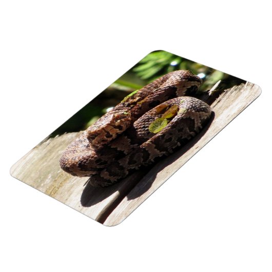 Wassermoccasin Flexible Magnet (Linke Seite)