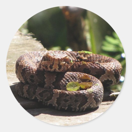 Wassermoccasin / Schlangenaufkleber aus Cottonmout Runder Aufkleber (Vorderseite)
