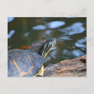 Wasserschildkrötenkopf aus der Muschel Postkarte