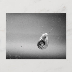 WasserSchnecke in weichem Gran Postkarte