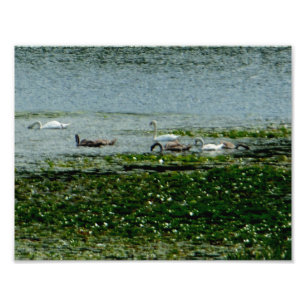 Wasserschwäne Fotodruck