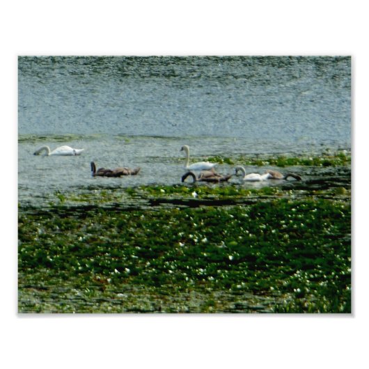 Wasserschwäne Fotodruck (Vorne)