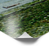 Wasserschwäne Fotodruck (Ecke)