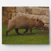 Wasserschwein Fotoplatte (Vorderseite)