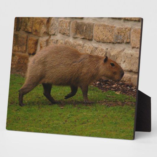 Wasserschwein Fotoplatte (Seite)