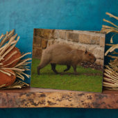 Wasserschwein Fotoplatte (Seite)