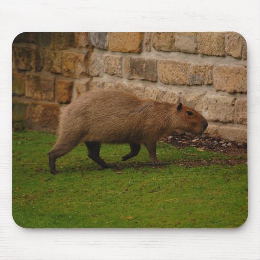 Wasserschwein Mousepad (Vorne)