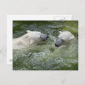 Wasserspass Eisbären Postkarte (Vorne/Hinten)