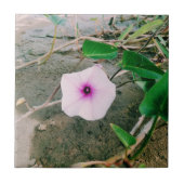 Wasserspinat-Blume im Damm Fliese (Vorderseite)