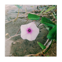 Wasserspinat-Blume im Damm