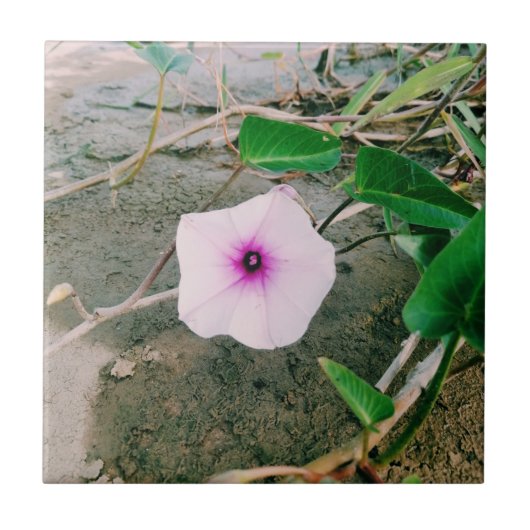 Wasserspinat-Blume im Damm Fliese (Vorderseite)