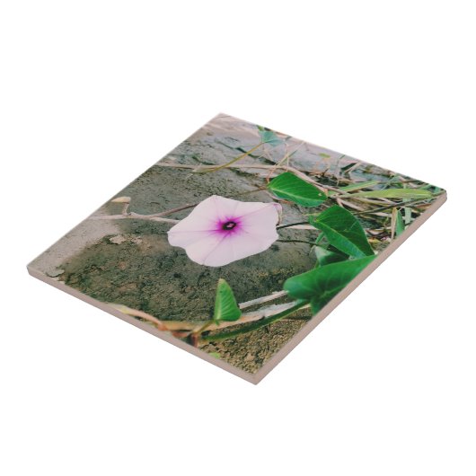 Wasserspinat-Blume im Damm Fliese (Seite)