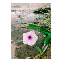 Wasserspinat-Blume im Damm