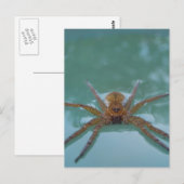 Wasserspinne Postkarte (Vorne/Hinten)