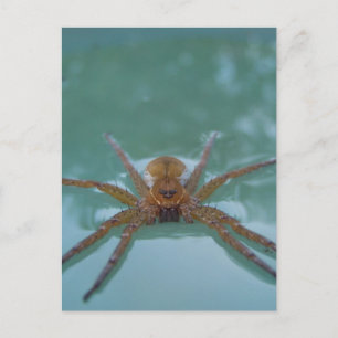 Wasserspinne Postkarte
