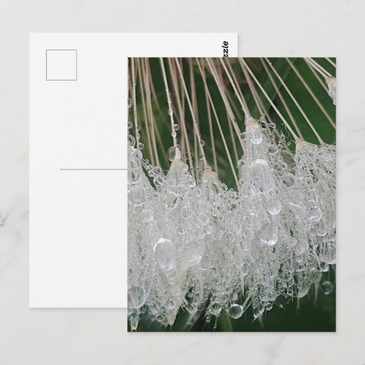 Wassertröpfchen Postkarte (Vorne/Hinten)