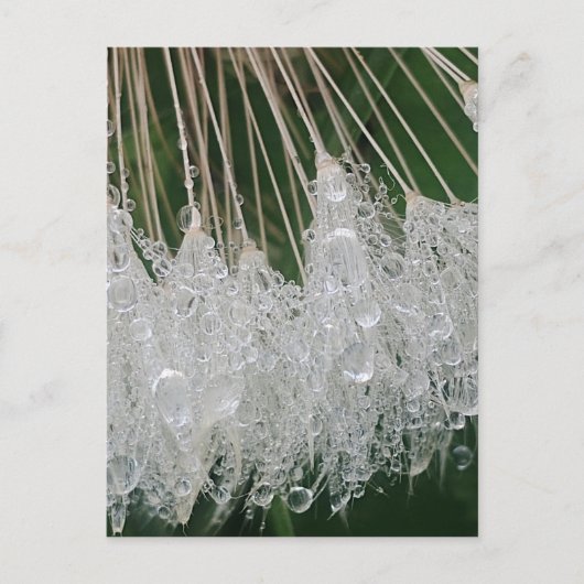 Wassertröpfchen Postkarte (Vorderseite)