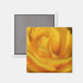 Wassertropfen an der eleganten Gelben Rose Magnet (Vorderseite/Rückseite)