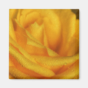 Wassertropfen an der eleganten Gelben Rose Magnet