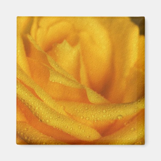 Wassertropfen an der eleganten Gelben Rose Magnet (Vorne)