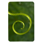 Wassertropfen an einer Rebe Magnet (Vertikal)