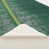 Wassertropfen auf Bananenblättern Sherpadecke (3/4)