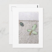 Wassertropfen auf Blätter Fotografie Postkarte (Vorne/Hinten)