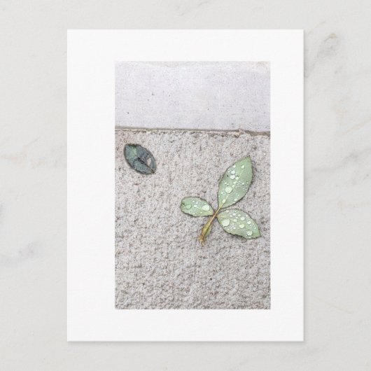 Wassertropfen auf Blätter Fotografie Postkarte (Vorderseite)